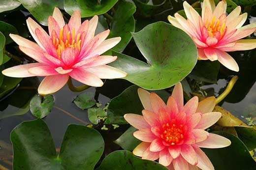 See our selection of home grown water plants, including water lilies