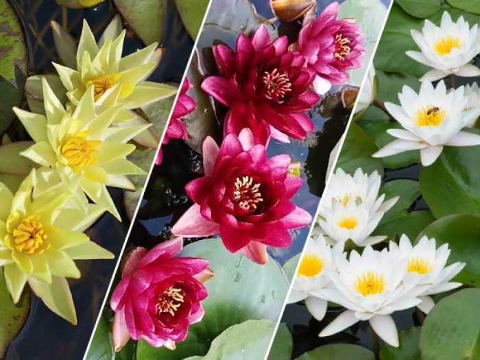 25L Tub Multi Clumped Water Lilies Mixed Varieties Ponds & Aquaria