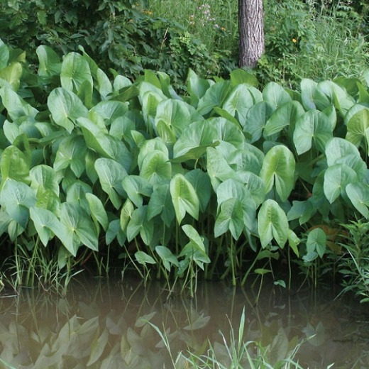 Arrowhead - Sagittaria latifolia
