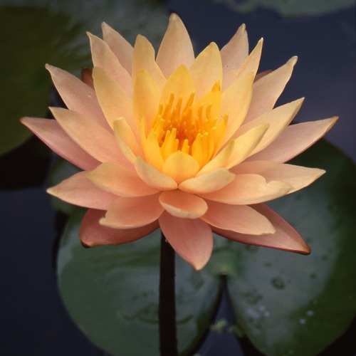 Barbara Dobbins Water Lily - Nymphaea Barbara Dobbins
