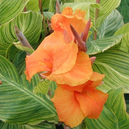 Bengal Tiger Canna Lily