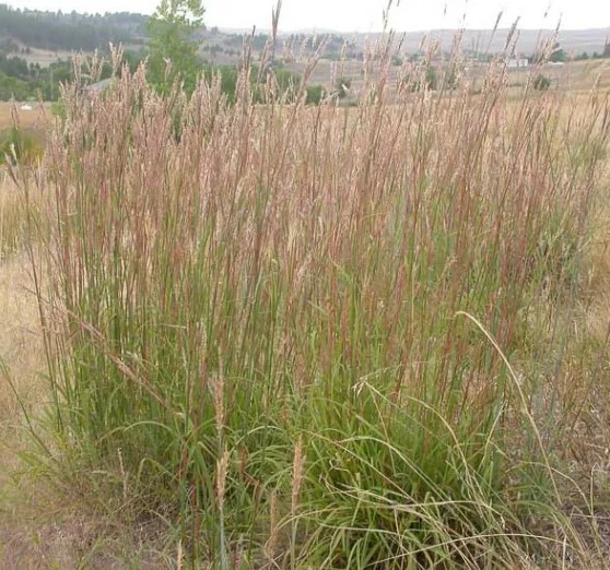 Big Bluestem - Andropogon gerardii