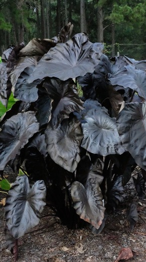 Black Coral Taro - Colocasia