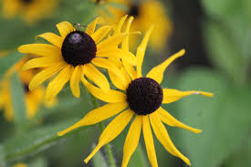 Black Eyed Susan - Rudbeckia hirta