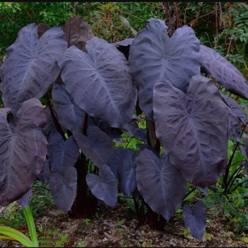 Black Swan - Colocasia