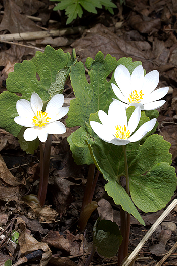 Bloodroot - Sanguinaria canadensis