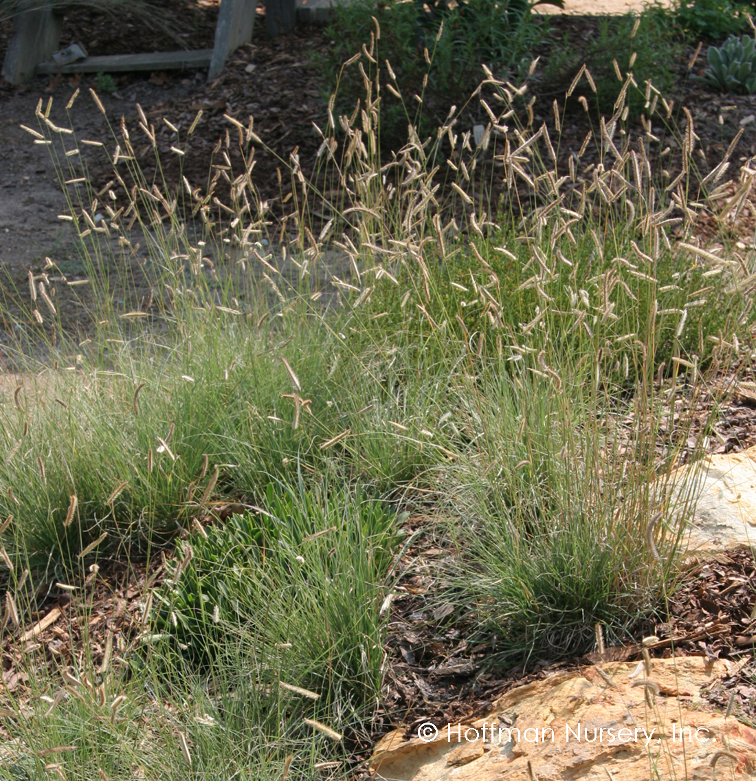 Blue Grama - Bouteloua gracilis