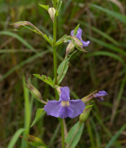 Blue Monkey Flower - Mimulus ringens | Ponds & Aquaria