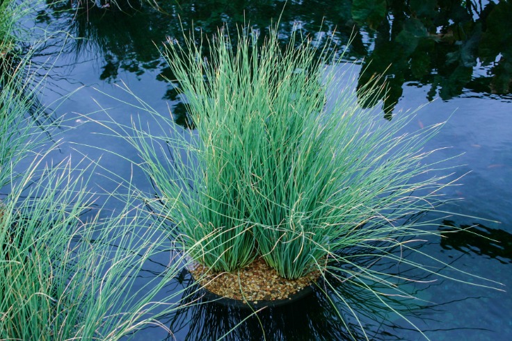 Blue Rush - Juncus glaucus