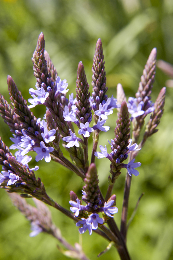 Blue Vervain - Verbena hastata