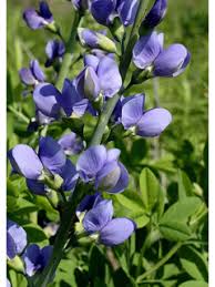 Blue Wild Indigo - Baptisia australis