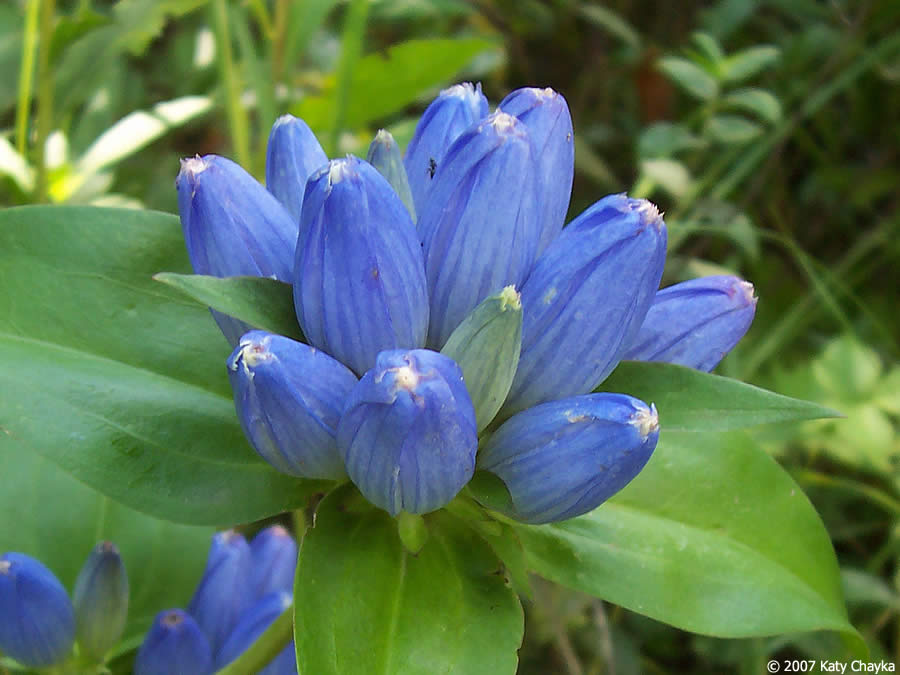 Bottle Gentian - Gentiana andrewsii