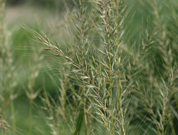 Bottlebrush Grass - Hystrix patula