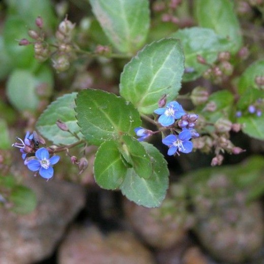 Brooklime - Veronica beccabunga