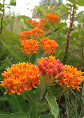Butterfly Weed - Asclepias tuberosa