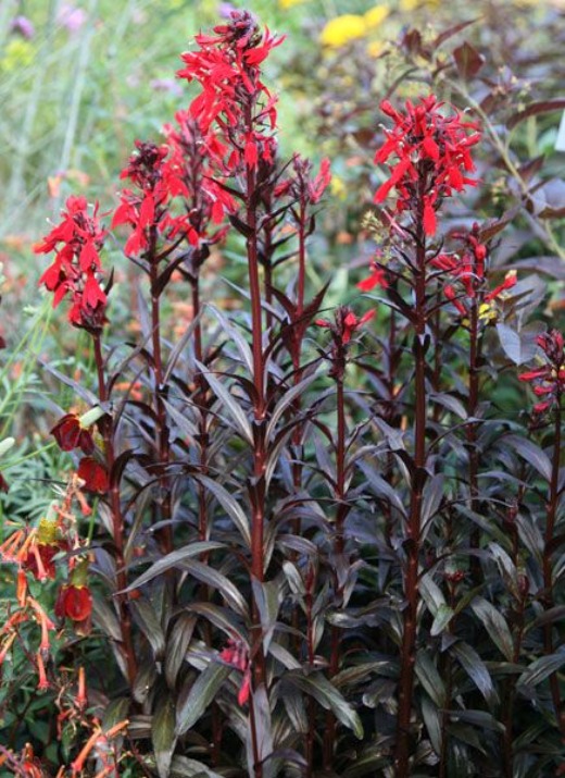 Cardinal Flower Queen Victoria - Lobelia cardinalis Queen Victoria