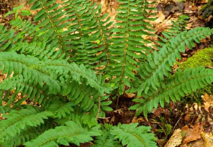 Christmas Fern - Polystichum acrostichoides