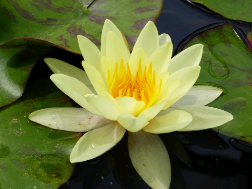 Waterlilies | Ponds & Aquaria