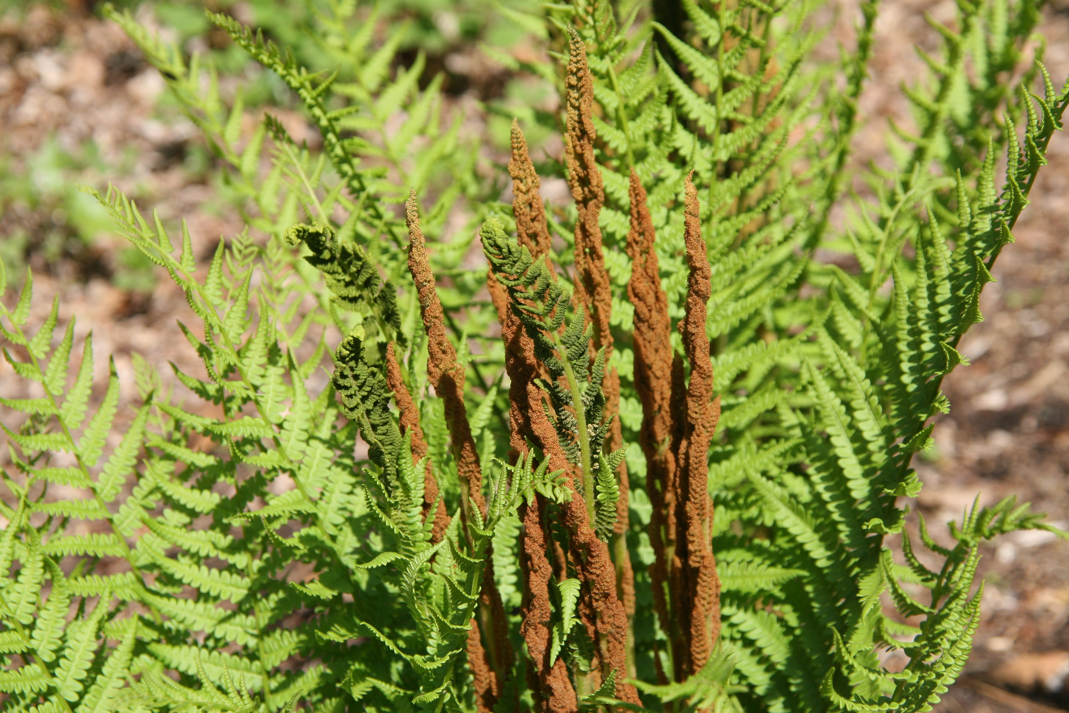 Cinnamon Fern - Osmunda cinnamomea