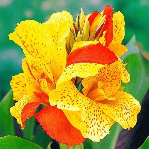 Cleopatra Canna Lily