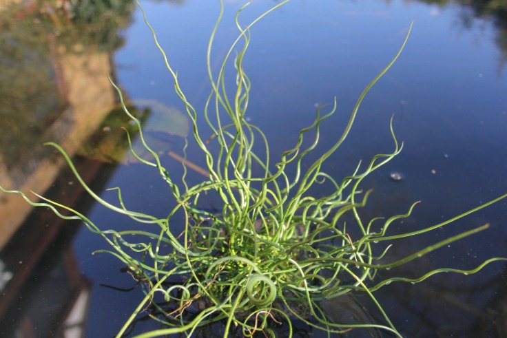 Corkscrew Rush - Juncus effusus spiralis