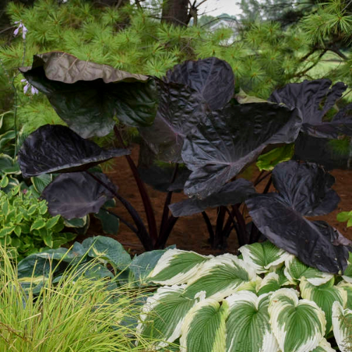 Distant Memory - Colocasia