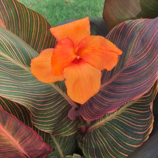 Durban Canna Lily