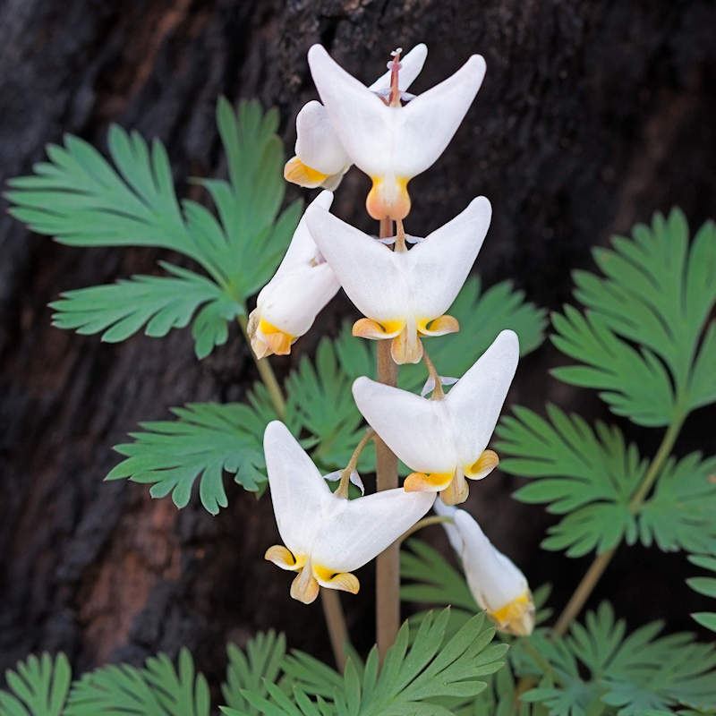 Dutchman's Breeches - Dicentra cucullaria