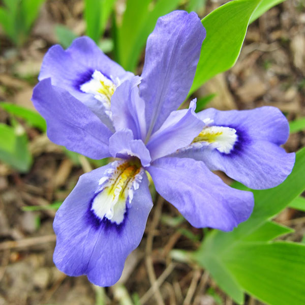 Dwarf Crested Iris - Iris cristata