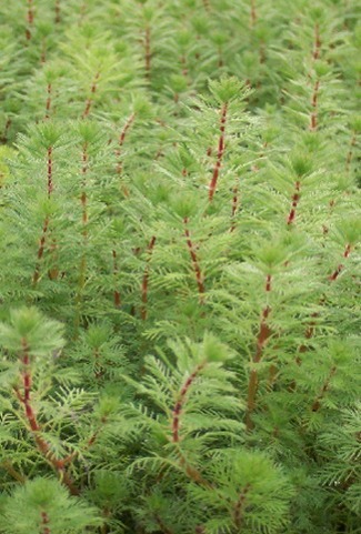 Dwarf Red Stem Parrot's Feather