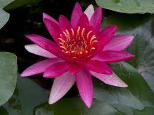 waterlily様 71cJiMZuGaL._UF894,1000_QL80_.jpg