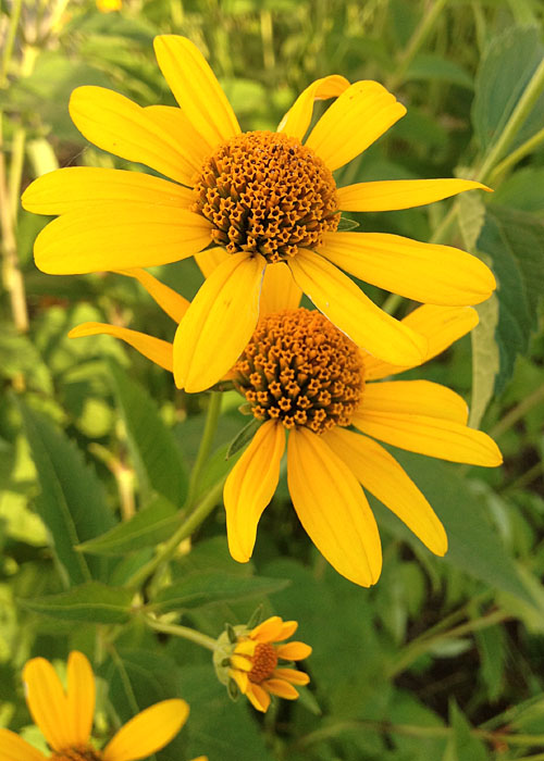 False Sunflower - Heliopsis helianthoides
