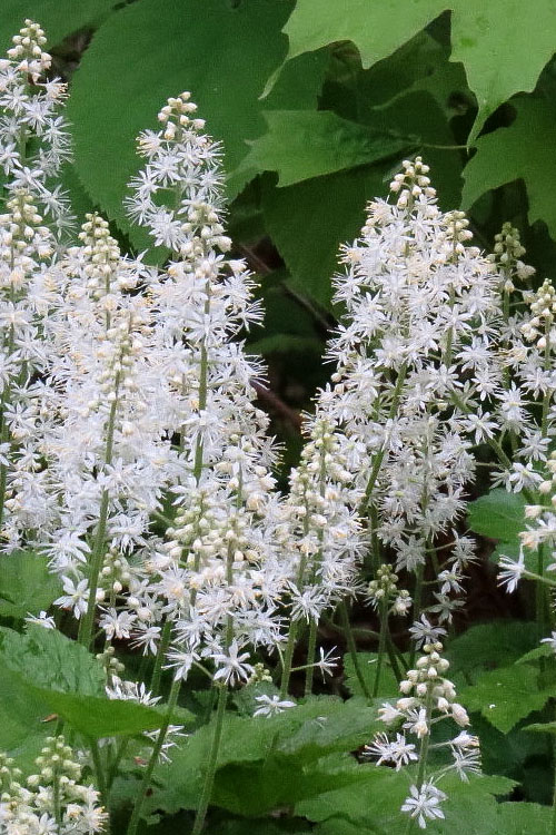 Foam Flower - Tiarella cordifolia