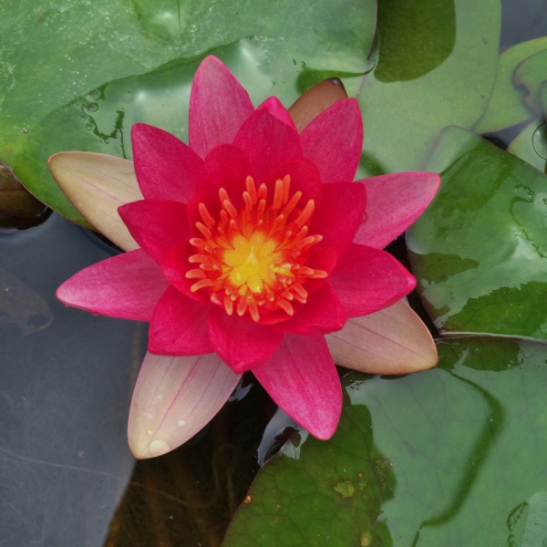 Gloriosa Water Lily - Nymphaea Gloriosa