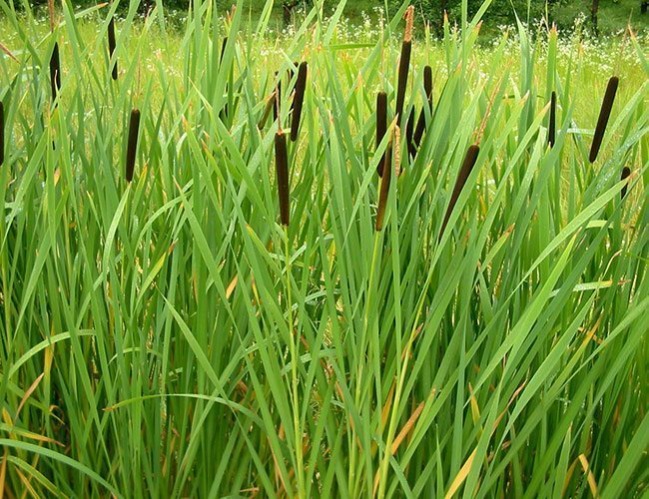 Graceful Cattail - Typha laxmanii