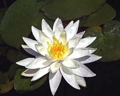 Hal Miller Water Lily - Nymphaea Hal Miller