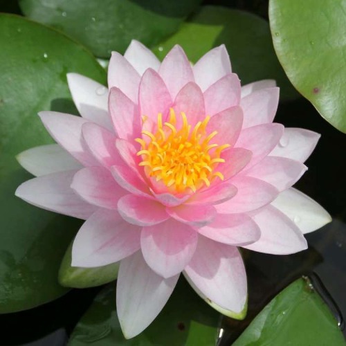 Hollandia Water Lily - Nymphaea Hollandia | Ponds & Aquaria