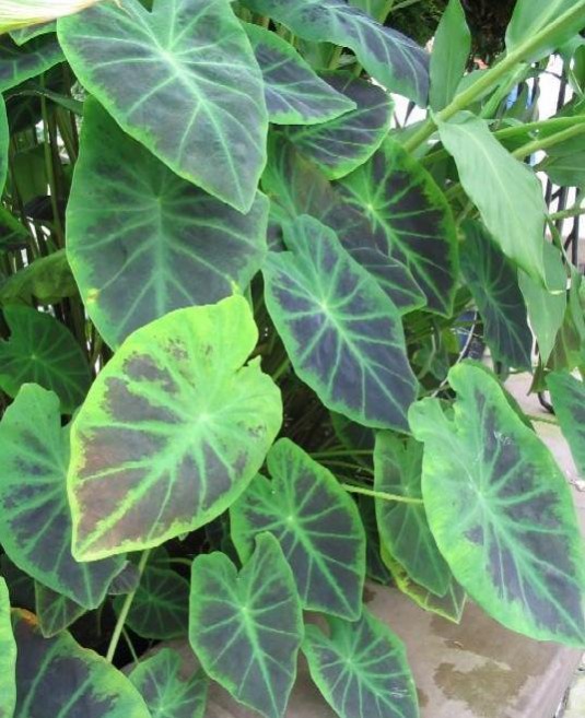 Imperial Taro - Colocasia