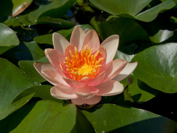waterlily様 Waterlilies | Ponds & Aquaria
