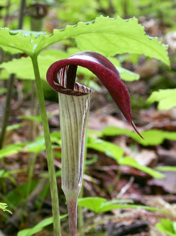 Jack-in-the-Pulpit - Arisaema triphyllum