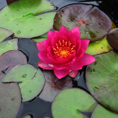 James Brydon Water Lily - Nymphaea James Brydon