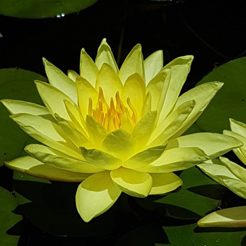 Joey Tomocik Water Lily - Nymphaea Joey