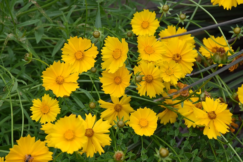 Lanceleaf Tickseed - Coreopsis lanceolata