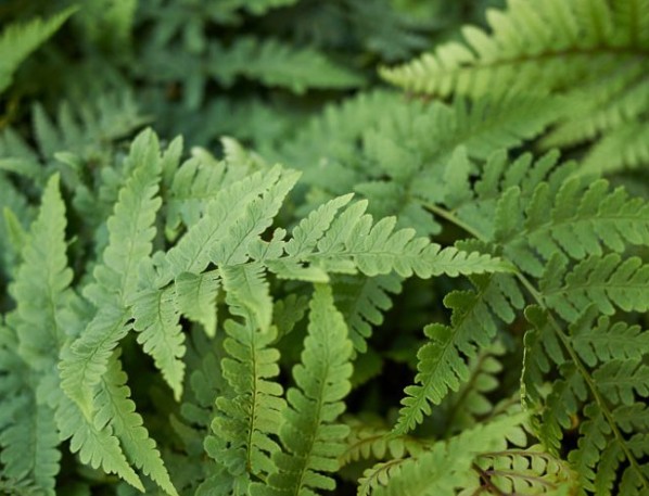 Leather Wood Fern - Dryopteris marginalis