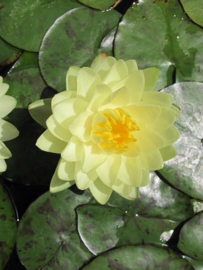 Lemon Chiffon Water Lily - Nymphaea Lemon Chiffon