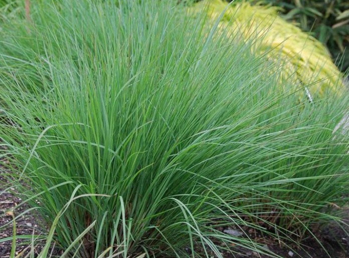 Little Bluestem - Schizachyrium scoparium