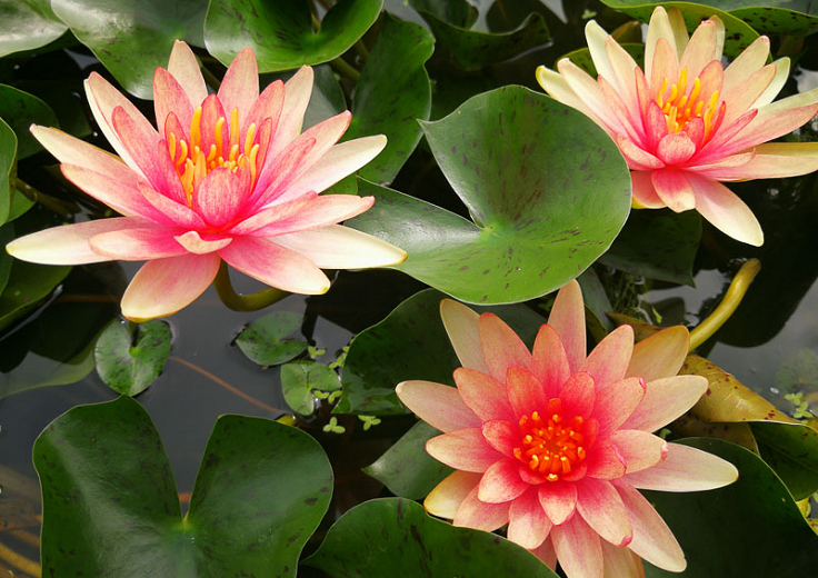 Waterlilies | Ponds & Aquaria