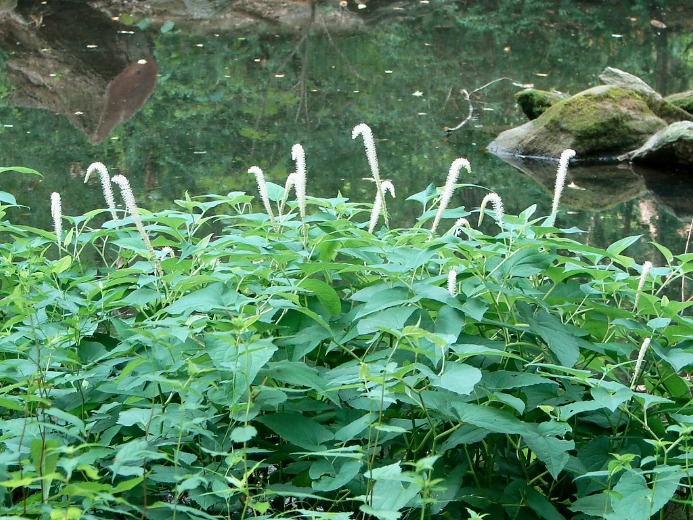 Lizards Tail - Saururus cernuus