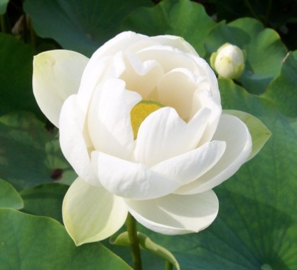 Lotus - Nelumbo