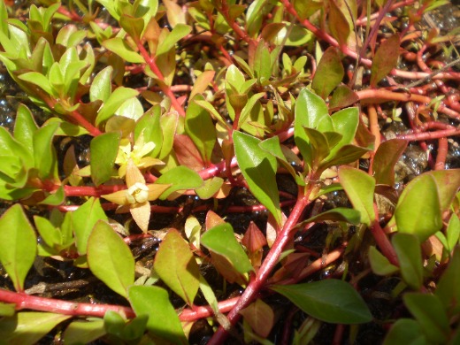 Ludwigia